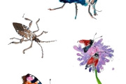 Projekt "Insektenfreundliche Modellregion"